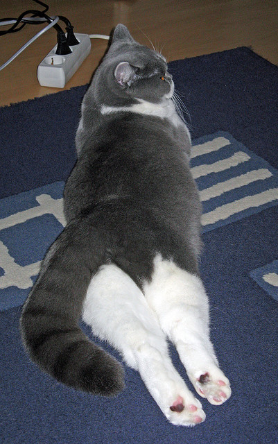 全国极限飞盘精英赛，团队默契的极限考验，极限飞盘比赛规则视频