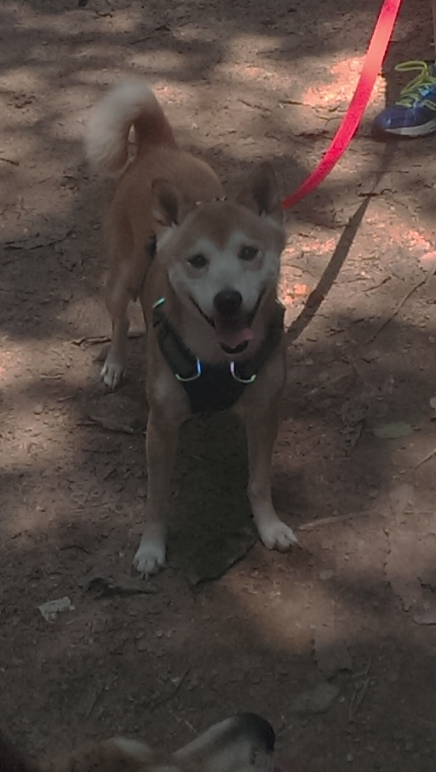 切尔西将面对埃弗顿的挑战,实力对比谁更胜一筹?,切尔西和埃弗顿历史战绩