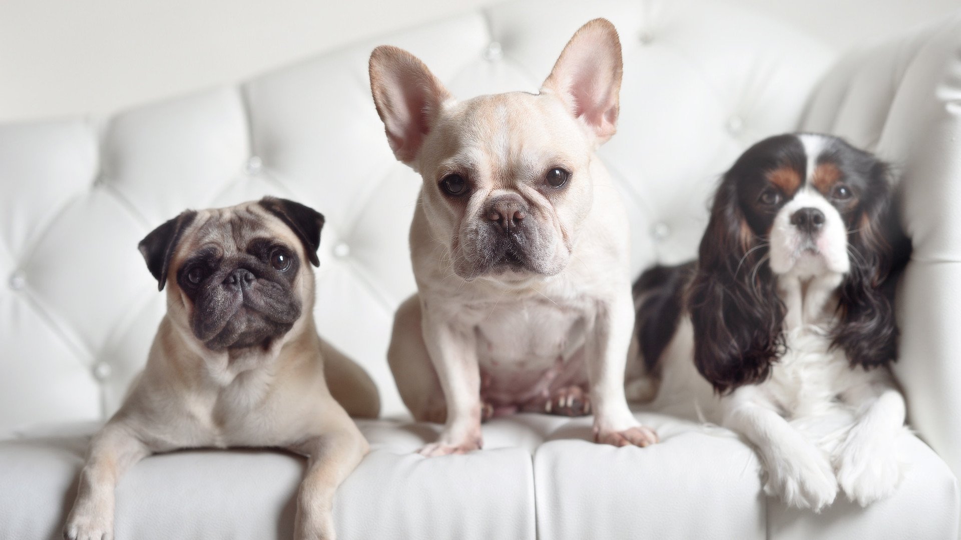 爱游戏官网-尤文图斯-不敌阿贾克斯，晋级前景暗淡，尤文图斯vs阿贾克斯次回合