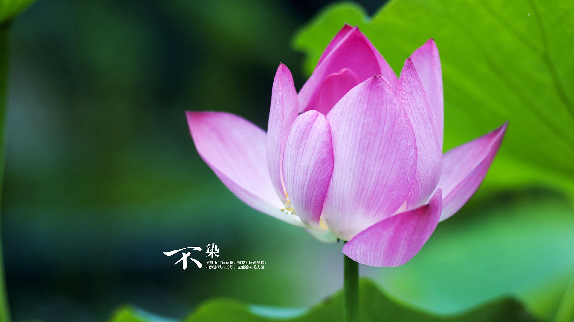 河床赛季目标明确，河床近期战绩