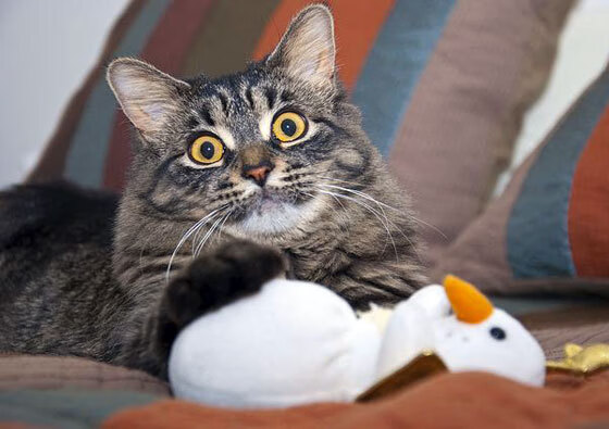 加拿大队未来发展蓝图:青训与国际赛事的双向推动,加拿大训练