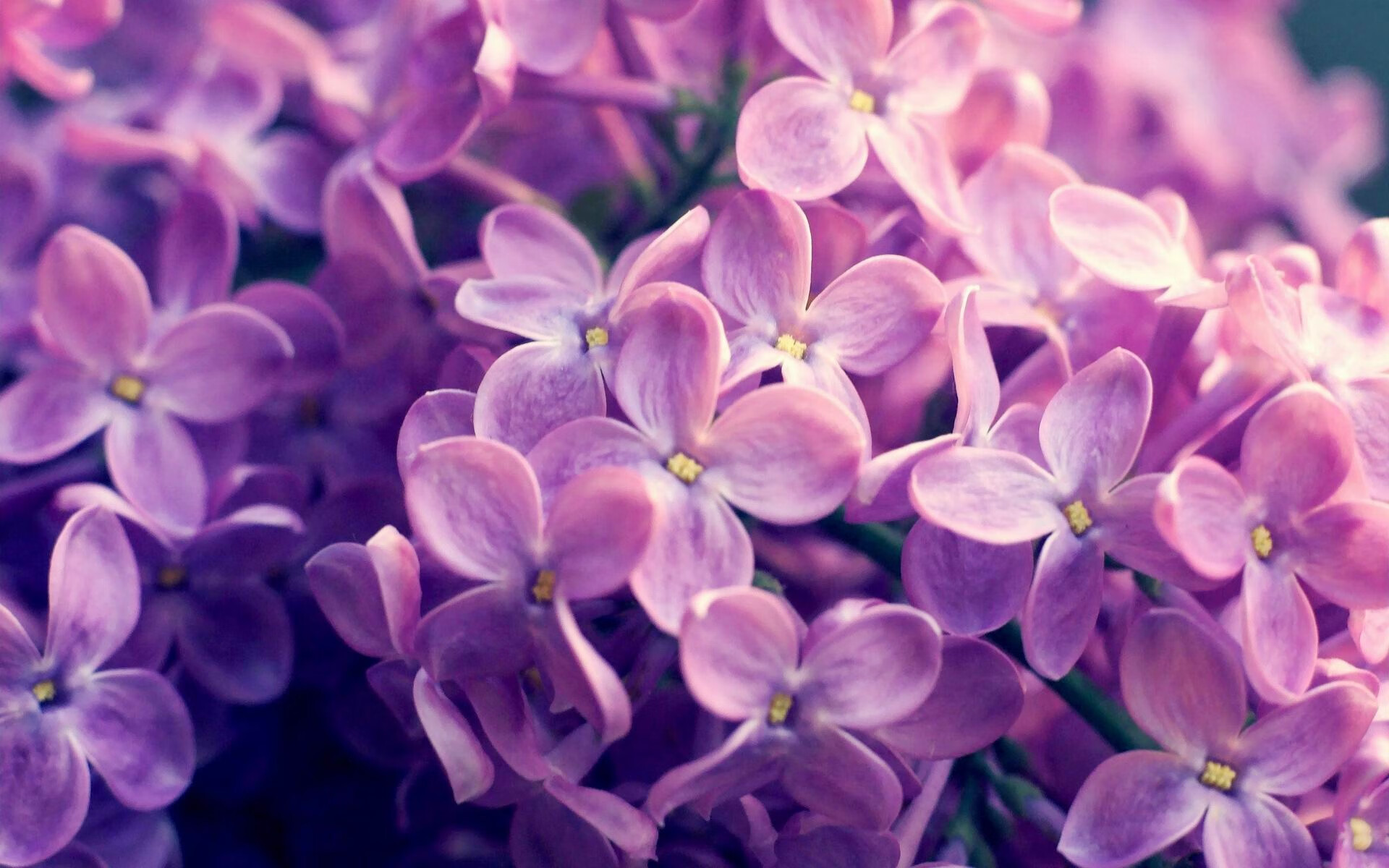 查默斯冲刺阶段技压群雄,查尔莫斯得分