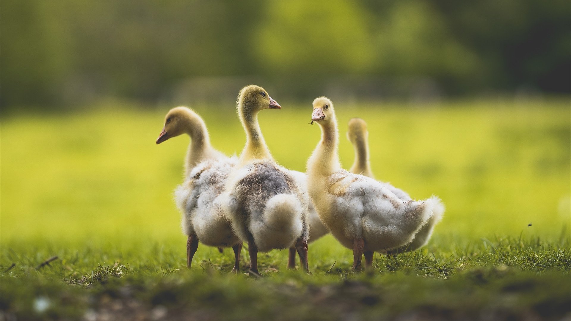 爱游戏下载-田径运动训练平台支持跨项目数据整合，田径教学网站